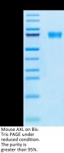 Mouse AXL Protein (AXL-MM101)