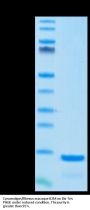 Cynomolgus/Rhesus macaque B2M/beta 2-Microglobulin Protein (B2M-CM101)