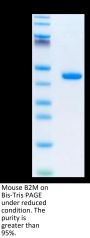 Mouse B2M/beta 2-Microglobulin Protein (B2M-MM201)