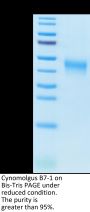Cynomolgus B7-1/CD80 Protein (B71-CM180)