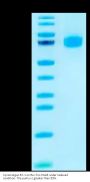 Cynomolgus B7-1/CD80 Protein (B71-CM280)