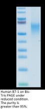 Human B7-1/CD80 Protein (B71-HM480)
