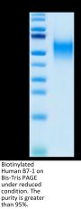 Biotinylated Human B7-1/CD80 Protein (B71-HM480B)