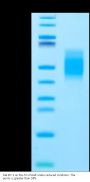 Rat B7-1/CD80 Protein (B71-RM180)