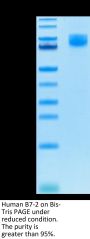 Human B7-2/CD86 Protein (B72-HM286)