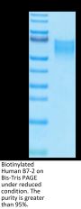 Biotinylated Human B7-2/CD86 Protein (B72-HM486B)