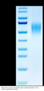 Mouse B7-2/CD86 Protein (B72-MM186)