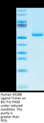 Human 4-1BB Ligand/TNFSF9 Trimer Protein (BBL-HM141)