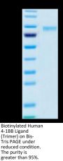 Biotinylated Human 4-1BB Ligand/TNFSF9 Trimer Protein (Primary Amine Labeling) (BBL-HM241B)