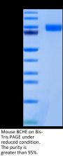 Mouse BCHE/Butyrylcholinesterase Protein (BCE-MM101)