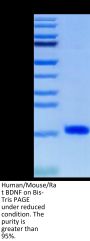 Human/Mouse/Rat BDNF Protein (BDF-HE001)