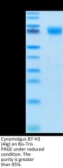 Cynomolgus B7-H3 (4Ig) /CD276 Protein (BH7-CM173)