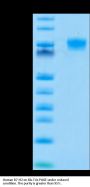 Human B7-H2/ICOSLG Protein (BH7-HM272)