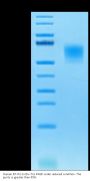 Human B7-H2/ICOSLG Protein (BH7-HM472)