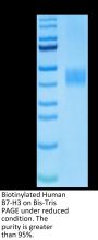 Biotinylated Human B7-H3/CD276 Protein (BH7-HM473B)