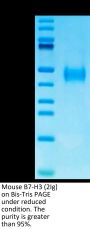Mouse B7-H3 (2Ig) /CD276 Protein (BH7-MM173)