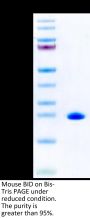 Mouse BID Protein (BID-ME101)