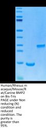 Human/Rhesus macaque/Mouse/Rat/Canine BMP2 Protein (BMP-HE002)