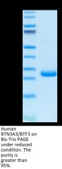 Human BTN3A3/BTF3 Protein (BNT-HM1A3)
