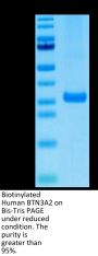 Biotinylated Human BTN3A2 Protein (BNT-HM4A2B)