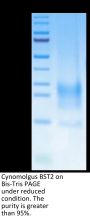 Cynomolgus BST2 Protein (BST-CM202)