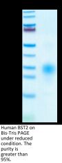 Human BST2 Protein (BST-HM102)