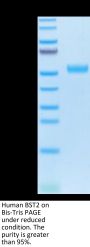 Human BST2 Protein (BST-HM202)