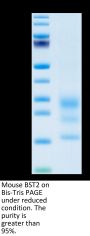Mouse BST2 Protein (BST-MM102)