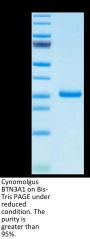 Cynomolgus BTN3A1/CD277 Protein (BTN-CM4A1)