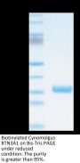 Biotinylated Cynomolgus BTN3A1/CD277 Protein (BTN-CM4A1B)