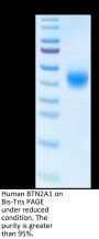 Human BTN2A1 Protein (BTN-HM12A)