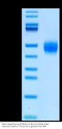 Biotinylated Human BTN2A1 Protein (BTN-HM42AB)
