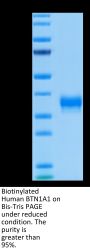 Biotinylated Human BTN1A1/Butyrophilin Protein (BTN-HM4A1B)