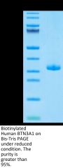 Biotinylated Human BTN3A1/CD277 Protein (BTN-HM4A3B)