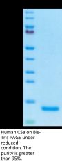 Human Complement C5a Protein (C5A-HE15A)