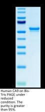 Human CA9/Carbonic Anhydrase IX Protein (CA9-HM401)