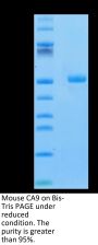 Mouse CA9/Carbonic Anhydrase IX Protein (CA9-MM101)