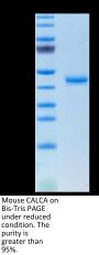 Mouse CALCA/CGRP Protein (CAL-MM201)