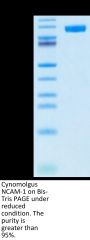 Cynomolgus NCAM-1/CD56 Protein (CAM-CM156)