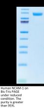 Human NCAM-1/CD56 Protein (CAM-HM156)