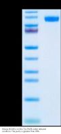 Mouse NCAM-1/CD56 Protein (CAM-MM156)