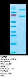 Human Complement C3 Protein (CC3-HM101)