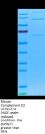 Mouse Complement C3 Protein (CC3-MM101)