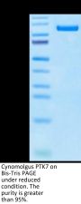 Cynomolgus PTK7/CCK4 Protein (CCK-CM104)