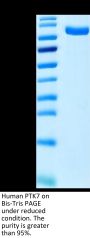 Human PTK7/CCK4 Protein (CCK-HM104)
