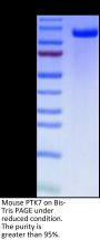Mouse PTK7/CCK4 Protein (CCK-MM104)