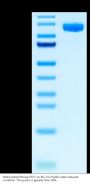 Biotinylated Mouse PTK7/CCK4 Protein (CCK-MM404B)