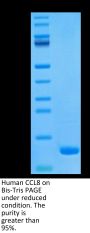 Human CCL8 Protein (CCL-HE108)