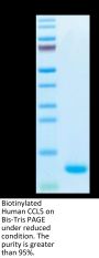 Biotinylated Human CCL5 Protein (CCL-HE405B)