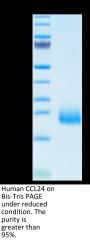 Human CCL24 Protein (CCL-HM124)